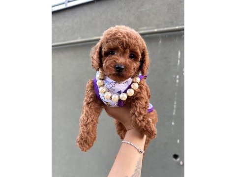 Orjinal toy poodle yavrular