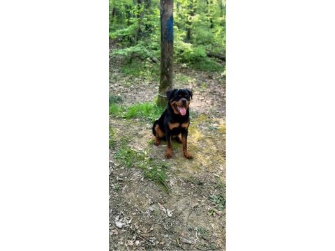 Orijinal rottweiler