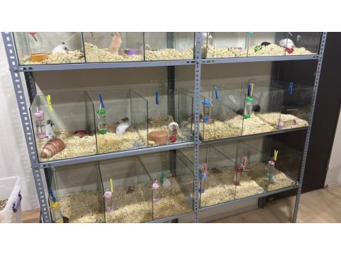 Suriye hamster için ulaşınız