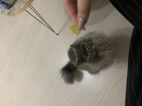 2 yaşında british longhair (çiftleştirme)
