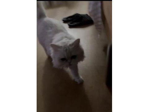 Ücretsiz bakımlı kediler