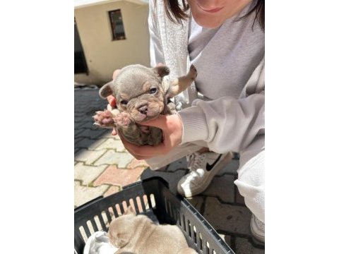 Yumuşacık tüyler yumuşacık french bulldog patiler