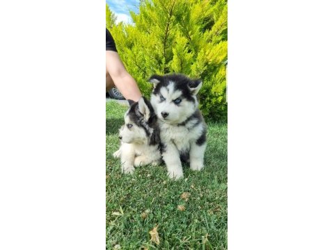 Maviş gözlü safkan husky minikler