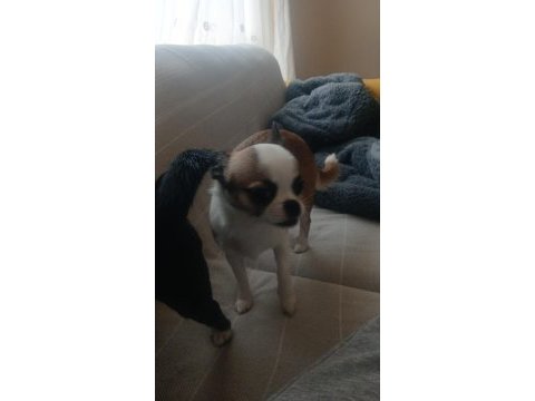 Şivava köpeğimiz 5 aylık dişi