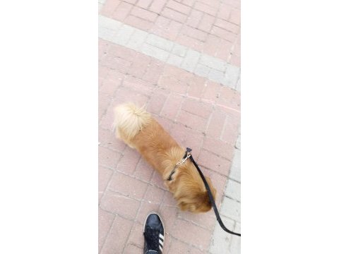Gelin adayı aranıyor pekinez