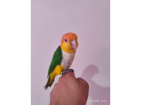 Full evcil konuşan portakal kafa caique