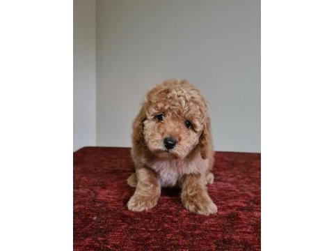 Erkek apricot toy poodle bebekler