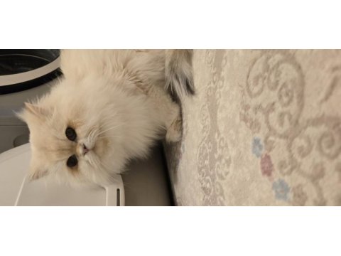 Ömürlük yuva british longhair kedisi