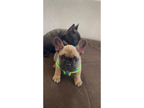 Güzeller güzeli french bulldog yavrularımız