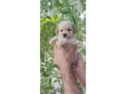 Minik dostunuz toy poodle