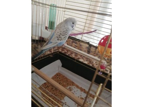 Teksas silver muhabbet kuşu yavru