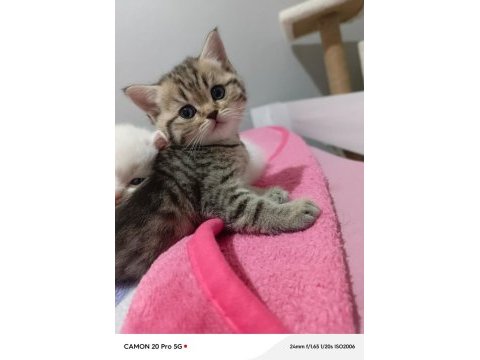 Sevgi dolu british shorthair bebeklerim