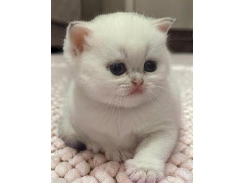Safkan british shorthair ve longhair yavrular