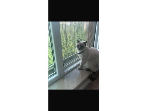 8 aylık dişi british shorthair