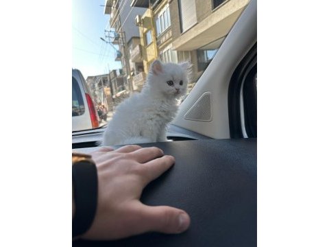 Safkan şecereli british longhair beyaz yavru