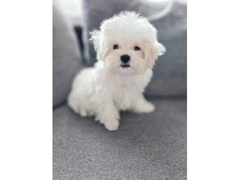 Maltese terrier yavru aşıları tam harika yavrular