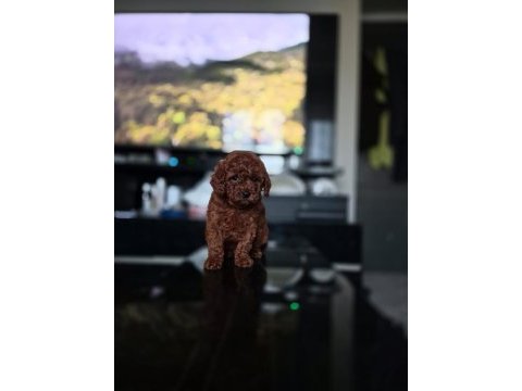 Kore toy poodle yavrular
