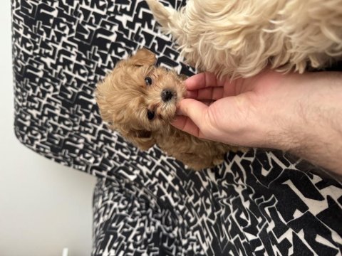 Kg garantili kore maltipoo bebeklerimiz