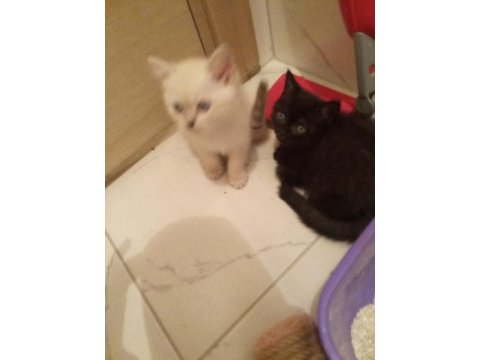 2 tane siyah beyaz british shorthair