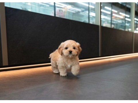 Maltipoo yavrularım