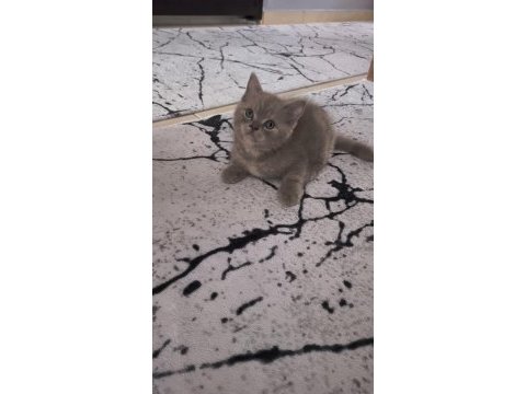 British shorthair yavrular teslime hazır