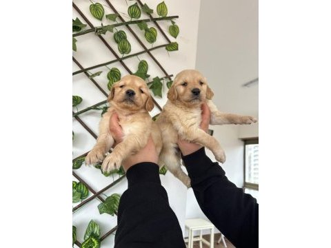 Golden retriever bebekler yeni yuvalarını arıyorlar