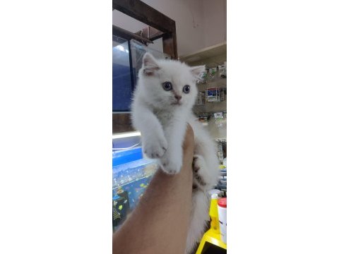 British shorthair blue point