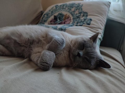 1 yaşında british shorthair çiftleşme (eş aranıyor)