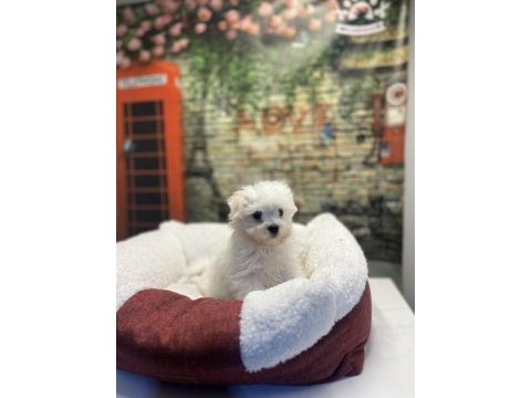 Maltese terrier yavru köpeklerimiz
