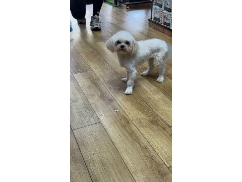 Kore maltese