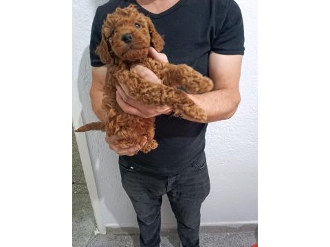 Anne altından poodle yavrular
