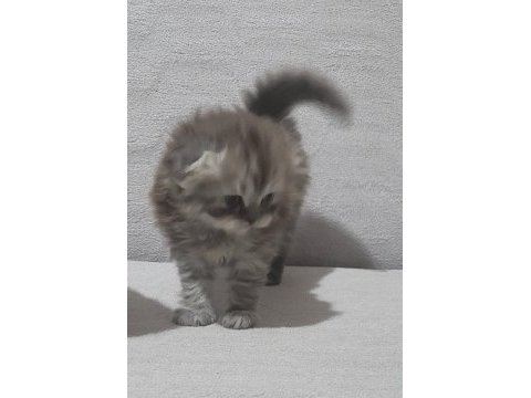 Scottish fold longhair dişi bebek