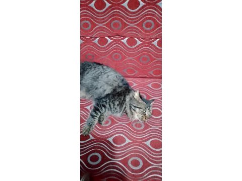 İran kedisi cinsi