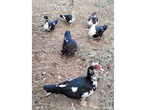 Meraklısına ördekler