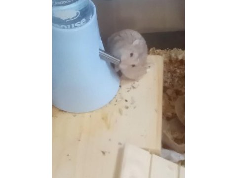 Ücretsiz gonzales hamsterlar