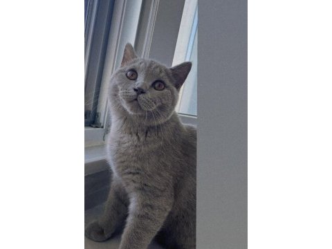 Erkek kısır kedimizi sahiplendiriyoruz