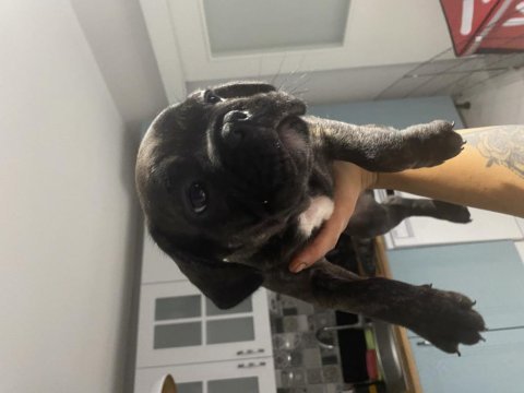 Tiger fransız bulldog yavrularımız