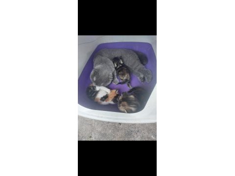 Uysal sakin eğitimli scottish fold