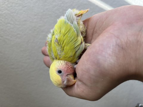 Sevda papağanı 30 günlük yeme düştü düşecek