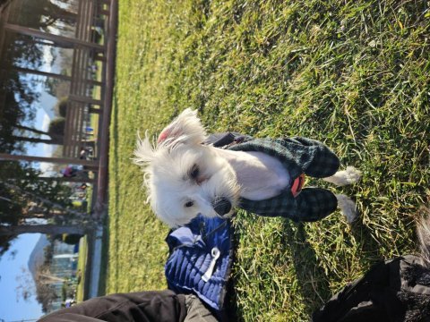 Ücretsiz sahiplendirme köpeğimiz