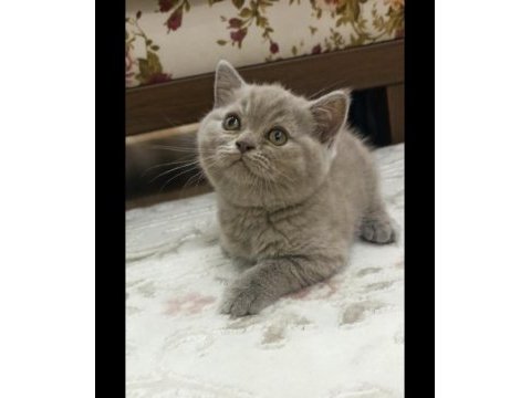 British shorthair dişi lilac