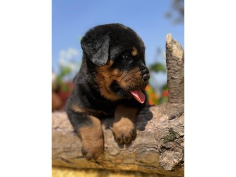 Heybetli üst kalite rottweiler yavrular