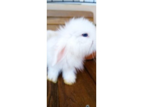 Teddy lop tavşanı yavrular
