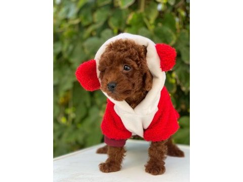 Kore toy poodle yavrularımız