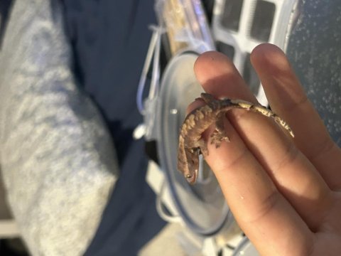 Üst kalite crested gecko yavruları