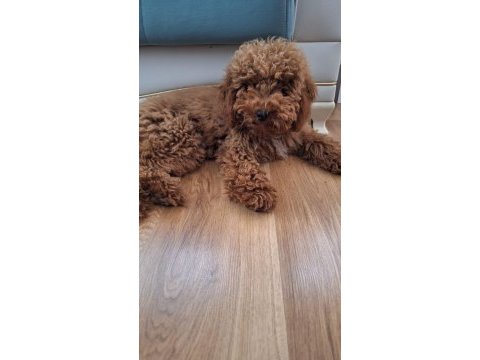 Yakışıklı erkek poodle