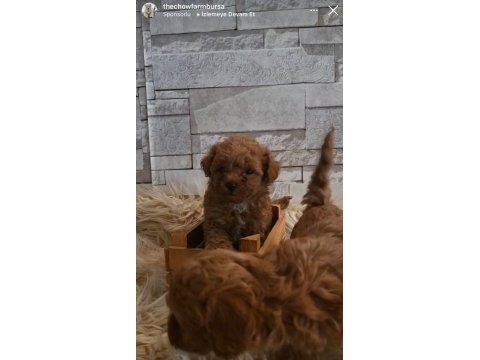 Minik poodle kurabiyeler