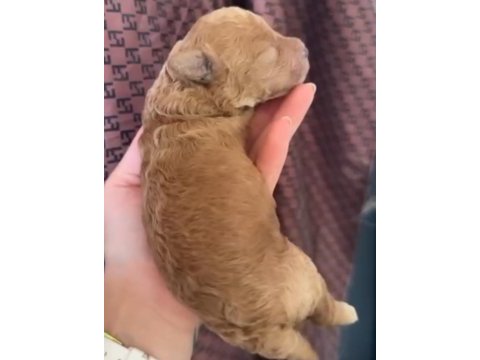 Safkan toy poodle yavrular