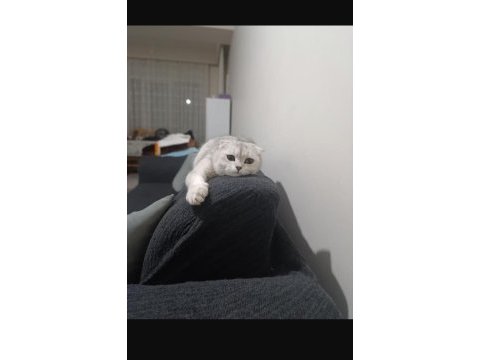Scottish fold prenses evimizin