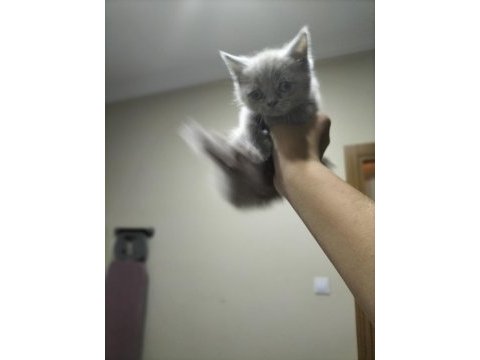 Cok uyguna maviş gözlü british shorthair yavru